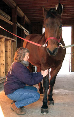 Massaging the Foreleg